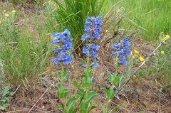 Penstemon cyananthus cyananthus