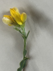 Genista tridentata