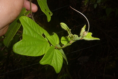 Passiflora cisnana