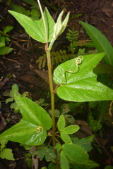 Passiflora cisnana