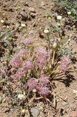 Allium anceps