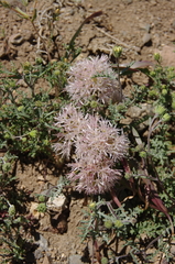 Allium anceps