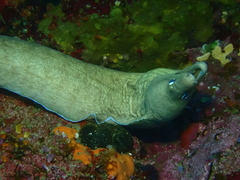 Gymnothorax nubilus
