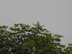 Pycnonotus goiavier analis