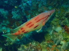 Bodianus unimaculatus