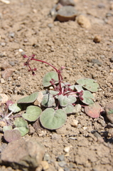 Eriogonum nutans