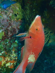 Bodianus unimaculatus