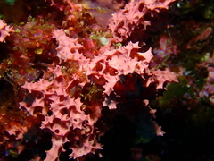 Dendrilla rosea