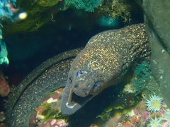 Gymnothorax porphyreus