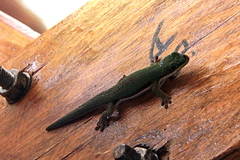 Phelsuma lineata