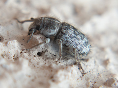Cimbocera conspersa