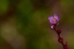 Drosera venusta