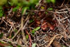 Drosera venusta