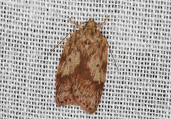 Oligoloba severa