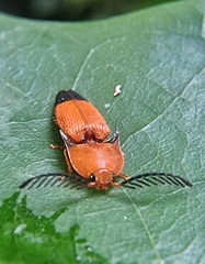 Pachyderes apicalis