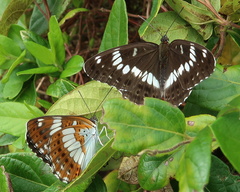 Limenitis glorifica