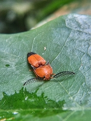 Pachyderes apicalis