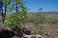 Terminalia porphyrocarpa