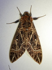 Euryglottis aper