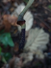 Aristolochia ovalifolia