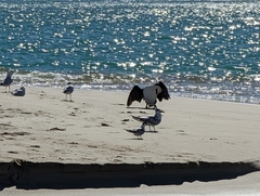 Phalacrocorax varius