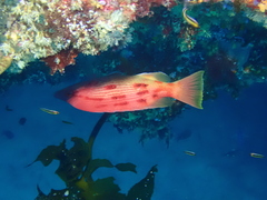 Bodianus unimaculatus