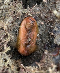 Stolidobranchia