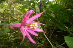 Passiflora tarapotina