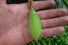 Passiflora tarapotina
