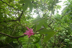 Passiflora tarapotina