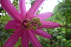 Passiflora tarapotina