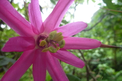 Passiflora tarapotina