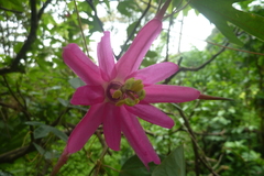Passiflora tarapotina