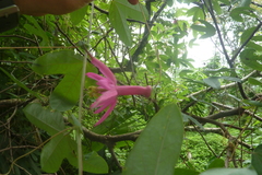 Passiflora tarapotina