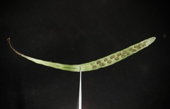 Notogrammitis patagonica