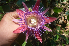 Passiflora venusta