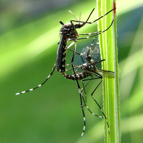 Asian Tiger Mosquito