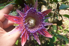 Passiflora venusta
