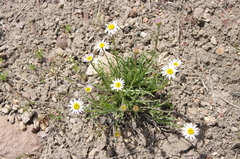 Erigeron eatonii