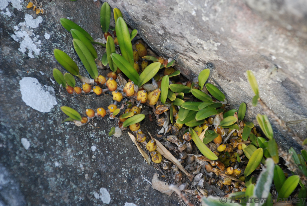 Bulbophyllum baronii