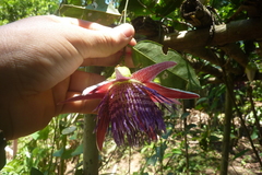 Passiflora venusta