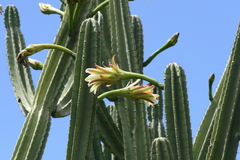 Cereus hildmannianus