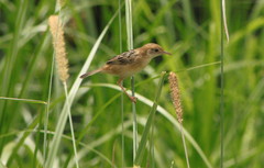 Cisticola exilis exilis