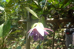 Passiflora venusta