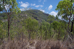 Acacia simsii