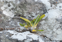 Angraecum magdalenae