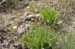 Erigeron eatonii
