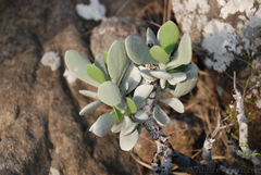 Kalanchoe