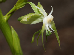 Habenaria schimperiana