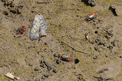 Paraleptuca splendida